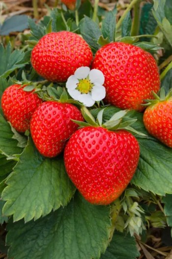 Клубника ремонтантная ‘Чудо Мира’|Fragaria ananassa ‘Chudo Sveta’|Полуниця ремонтантна ‘Диво Світу’ 